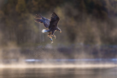 Bird flying over a lake