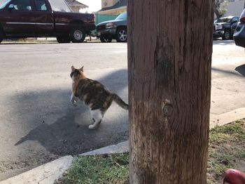 Dog on street