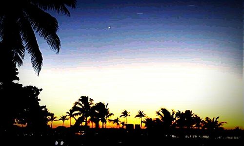 Silhouette palm trees at sunset