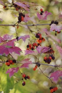 Close-up of pink flowering plant on tree