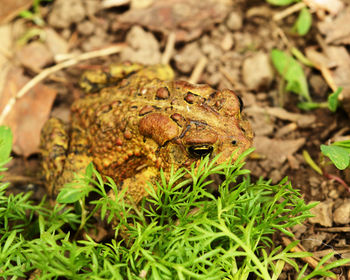 Close-up of frog on field