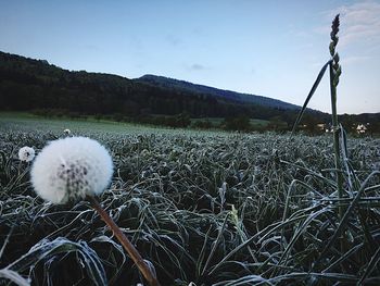 Close-up of dandelion on field against sky