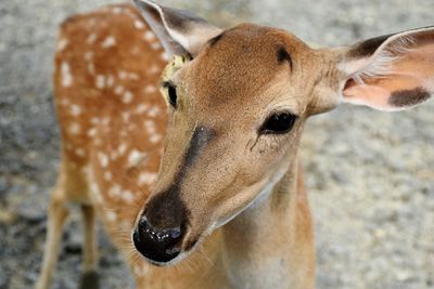 Close-up of axis deer