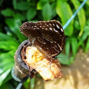 Close-up of butterfly on leaf