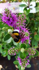 Close-up of honey bee on pink flower