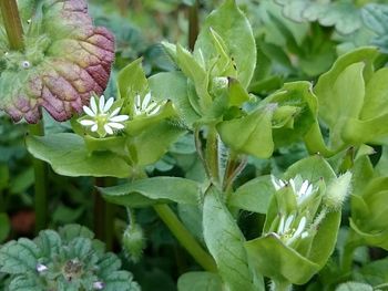 Close-up of flowers blooming outdoors