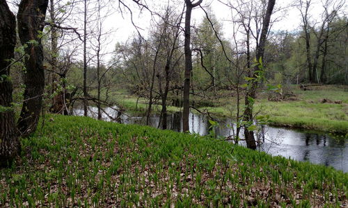 Scenic view of river amidst trees in forest