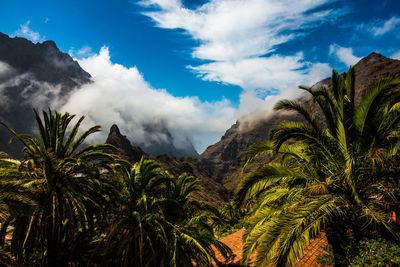 Low angle view of palm trees against sky