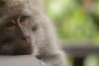 Close-up portrait of monkey