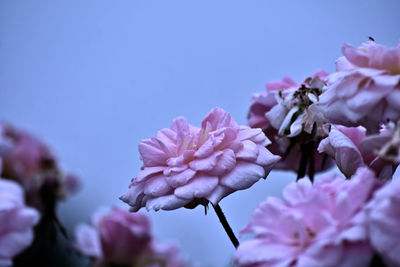 Close-up of pink flowers