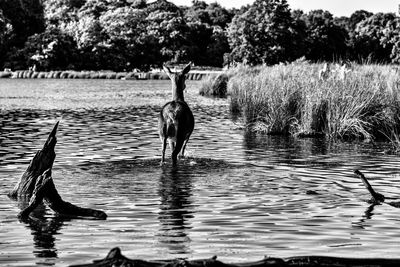 Bird in lake