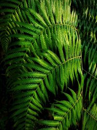 Full frame shot of fern