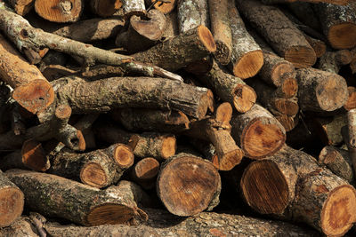 Stacked and cut logs of firewood