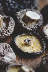 Close-up of mushrooms growing on wood