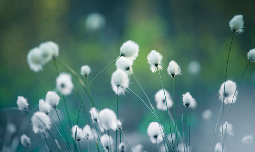 Close-up of white flowers on field