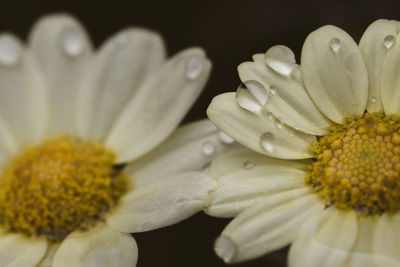 Close-up of yellow flower blooming against black background