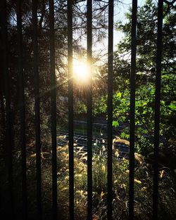 Sun shining through trees