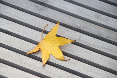 High angle view of yellow maple leaf on wooden bench