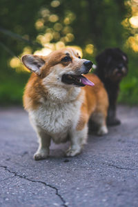 Cute corgi dog portrait