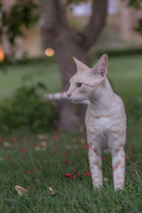 View of a cat on field