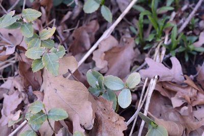 Close-up of maple leaves