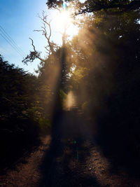 Sunlight streaming through trees in forest