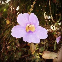 Close-up of purple flower