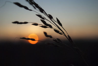 Close-up of plant against sky during sunset