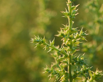 Close-up of flowering plant