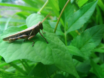 Close-up of insect on leaf