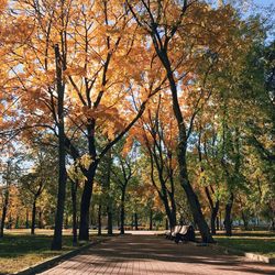 Footpath amidst trees in park during autumn