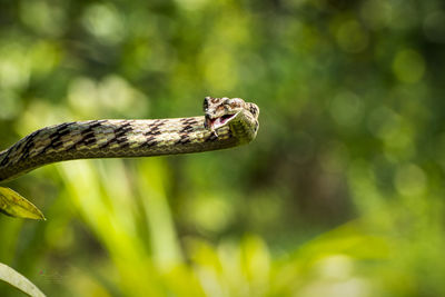 I'm showing my tongue .....u show me your frame but different think variable coloured vine snake 