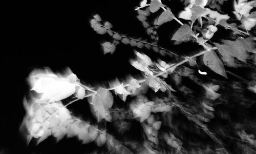 Close-up of leaves against blurred background