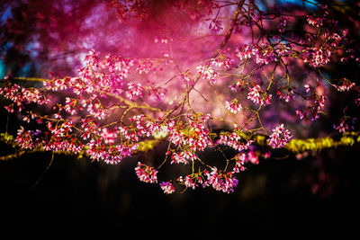 Pink flowers growing on tree