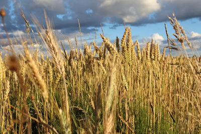 Close-up of wheat field against sky