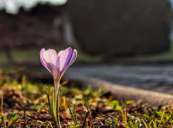 Close-up of purple crocus flower on field