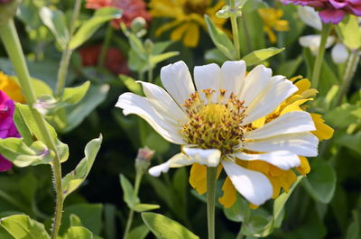 Close-up of white flowering plants