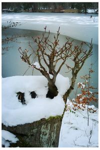 Bare trees in winter