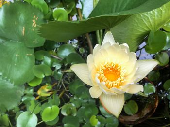 Close-up of white flowering plant