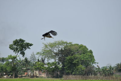 Bird perching on tree against clear sky