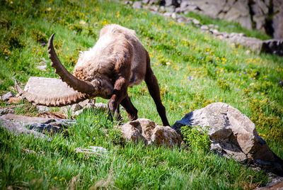 Animal in high mountain