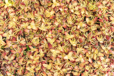 Full frame shot of yellow flowering plants