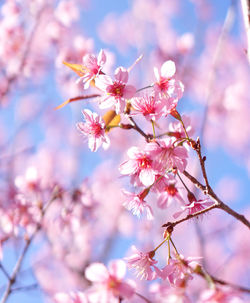Close-up of pink cherry blossom