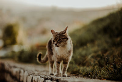 Portrait of a cat on field