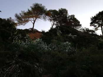 Low angle view of trees on field against sky