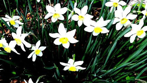 Close-up of white flowers blooming outdoors