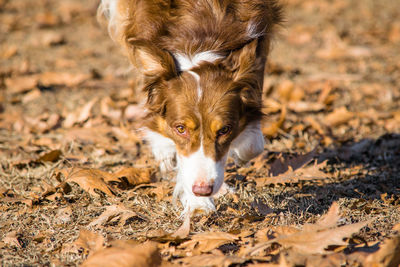 Portrait of dog on field