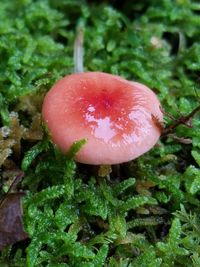 Close-up of mushroom growing outdoors