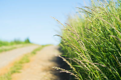 Close-up of crop growing in field