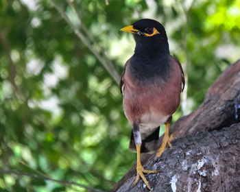 Close-up of bird perching on tree